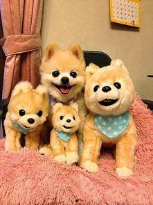 娱乐吃瓜君宠物