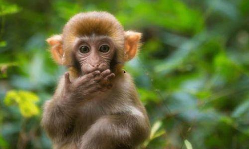 演员平安长得像猴子